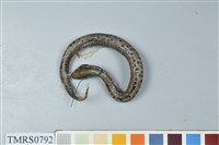 藏品(菊池氏龜殼花)的圖片